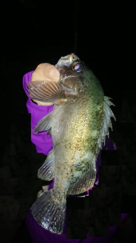 今期も4匹目の尺メバル